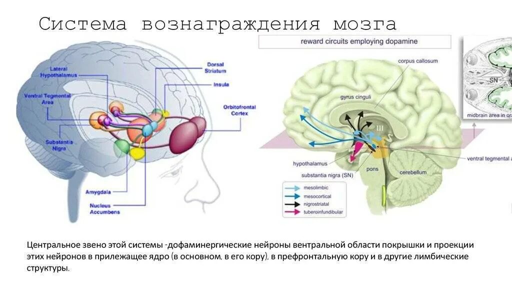 Решение brain. Система вознаграждения в головном мозге. Вентральная область покрышки головного мозга функции. Дофаминергическая система головного мозга. Прилежащее ядро головного мозга.