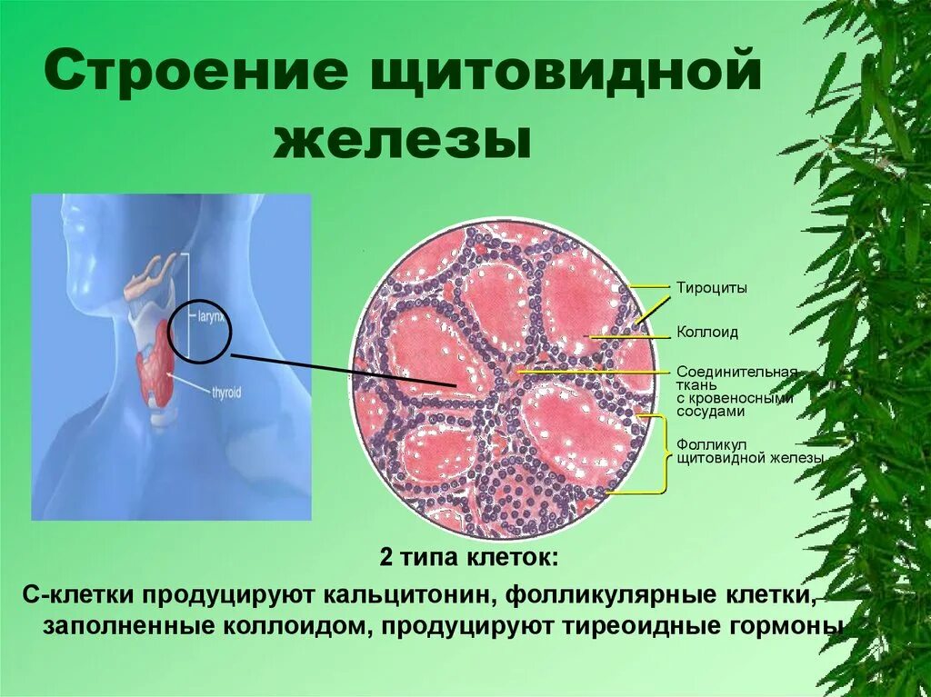 Щитовидная железа строение. Строениеьщитовидной железы. Строение щитовидной жел. Строение щитовидных желез. Фолликул тироцита