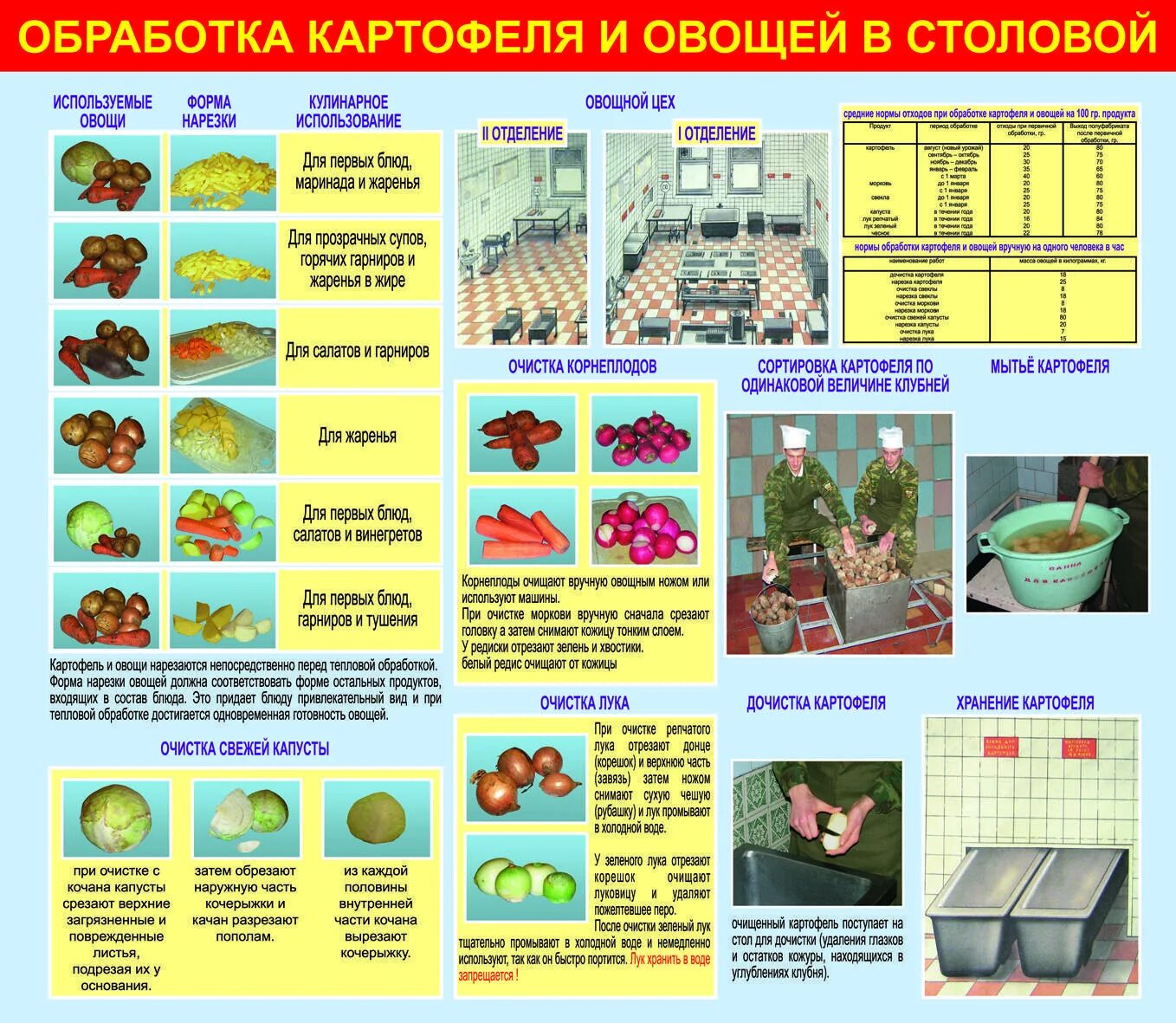 Этапы обработки овощей. Обработка овощей и фруктов. Обработка и хранение овощей. Обработка овощей в детском саду САНПИН. Правила обработки овощей и фруктов.