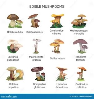 Есть ли съедобные грибы