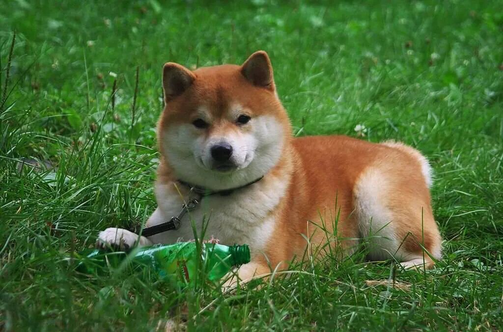 Собака японский сиба цена. Сиба ину. Сиба-ину породы собак. Шиба сиба ину порода собак. Японская порода собак сиба-ину.