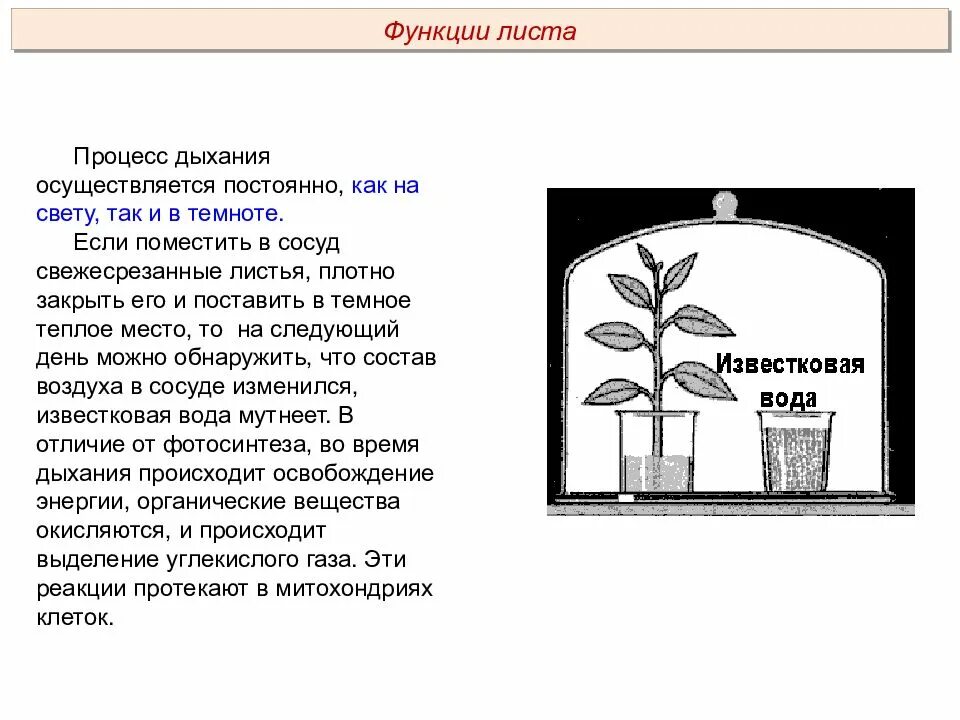 Протекает на свету и в темноте. Процесс дыхания растений. Растения ДАШТ на свету и в темноте. Дыхание листа опыт. Опыт процесса дыхания.