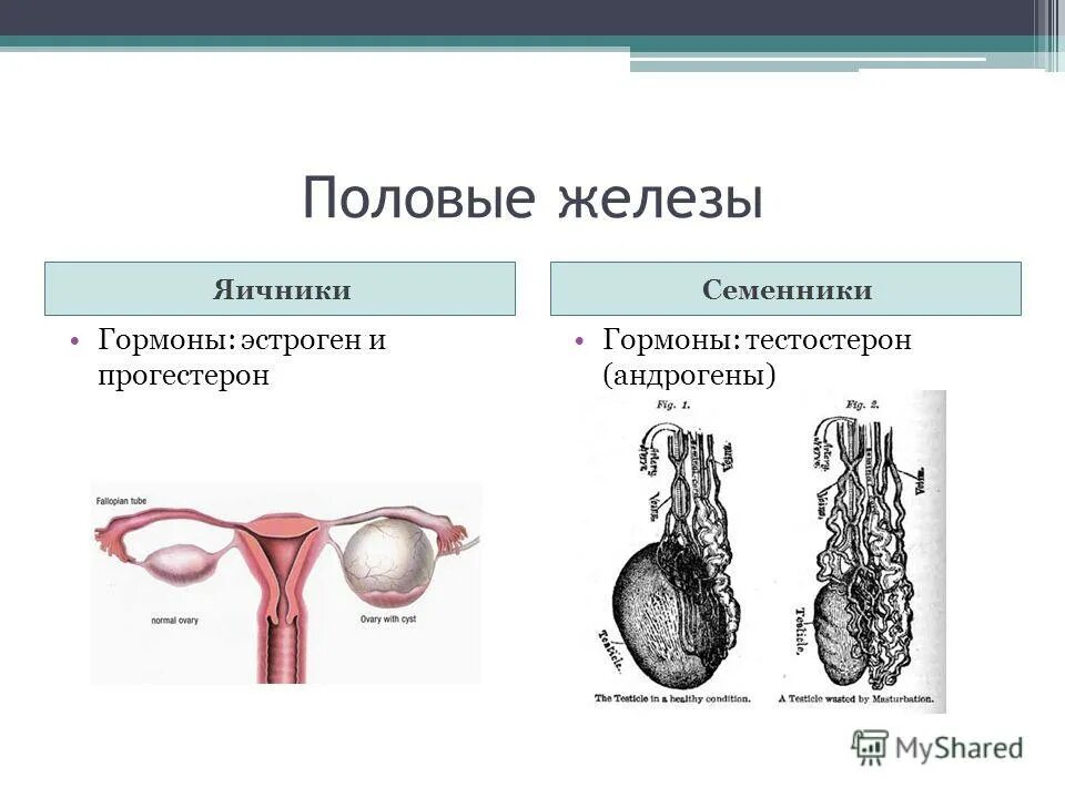 Мужская половая железа семенник. Гормональная регуляция потовых желез.