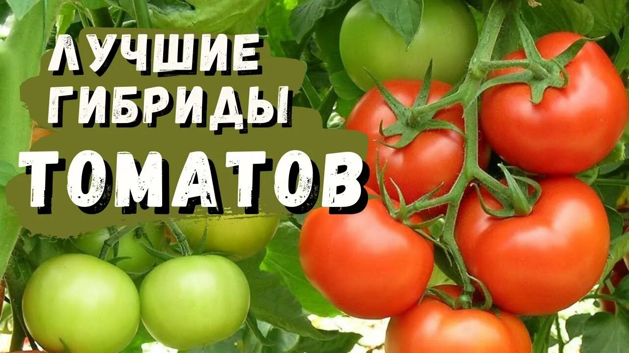 Томаты гибриды лучшие сорта. Лучшие гибриды томатов. лучшие гибриды томатов для теплиц. гибридные помидоры. самые урожайные гибриды томатов.