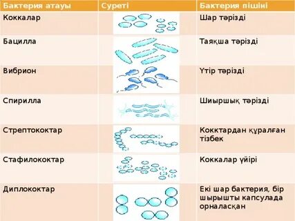 Иркутсктегі азиялық жезөкшелер