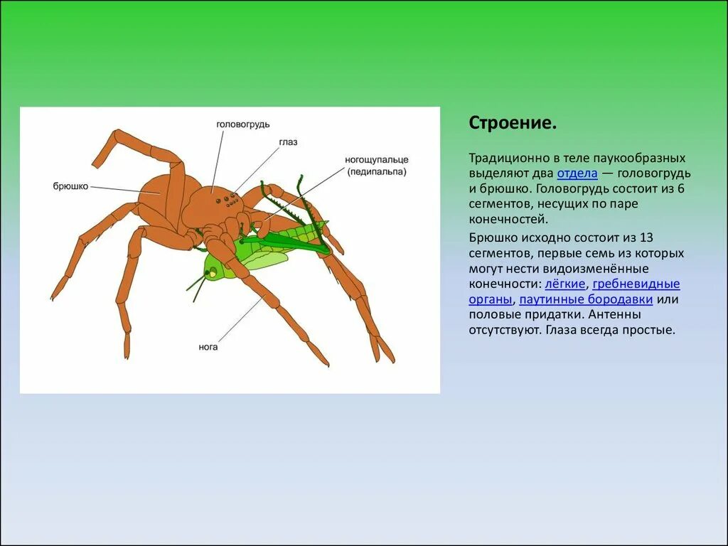 Опорно двигательная система паукообразных. Опорно двигательная система паукообразных 7 класс. Опорно двигательная система Тип Членистоногие. Членистоногие насекомые опорно двигательная система.