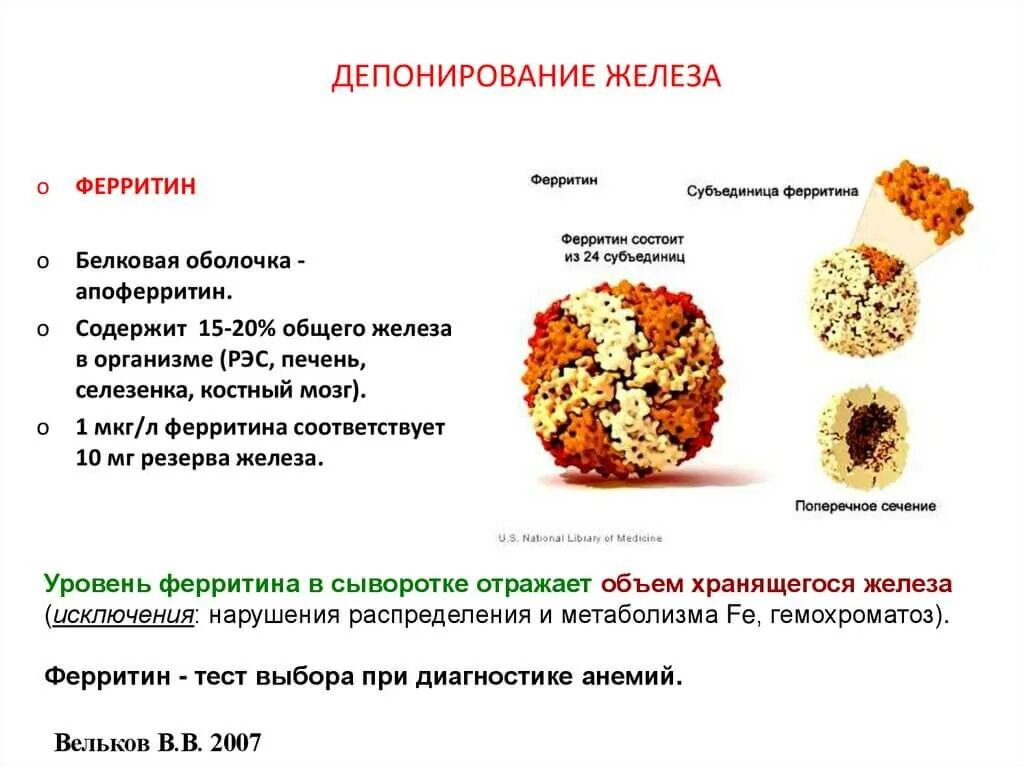 Какой низкий уровень железа. Ферритин норма у женщин после 50 в крови таблица по возрасту таблица. Ферритин 6.68. Ферритин 172. Ферритин 44,1.