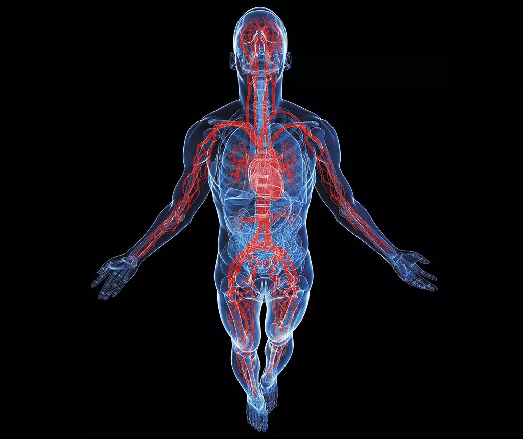 Сердечно-сосудистая система человека. Кровеносная система в теле. Макет сердечно сосудистой системы. Модель кровеносной системы.