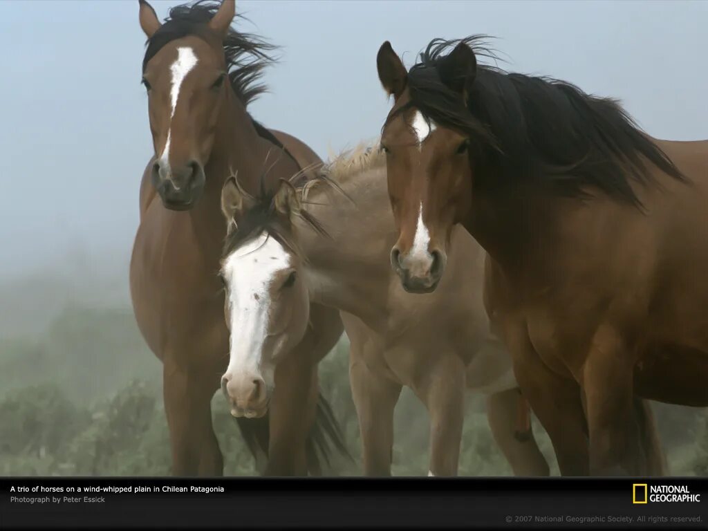 Картинки лошадей. Лошадь фото картинки. Дикие лошади Германии. Лошади фото красивые фото.