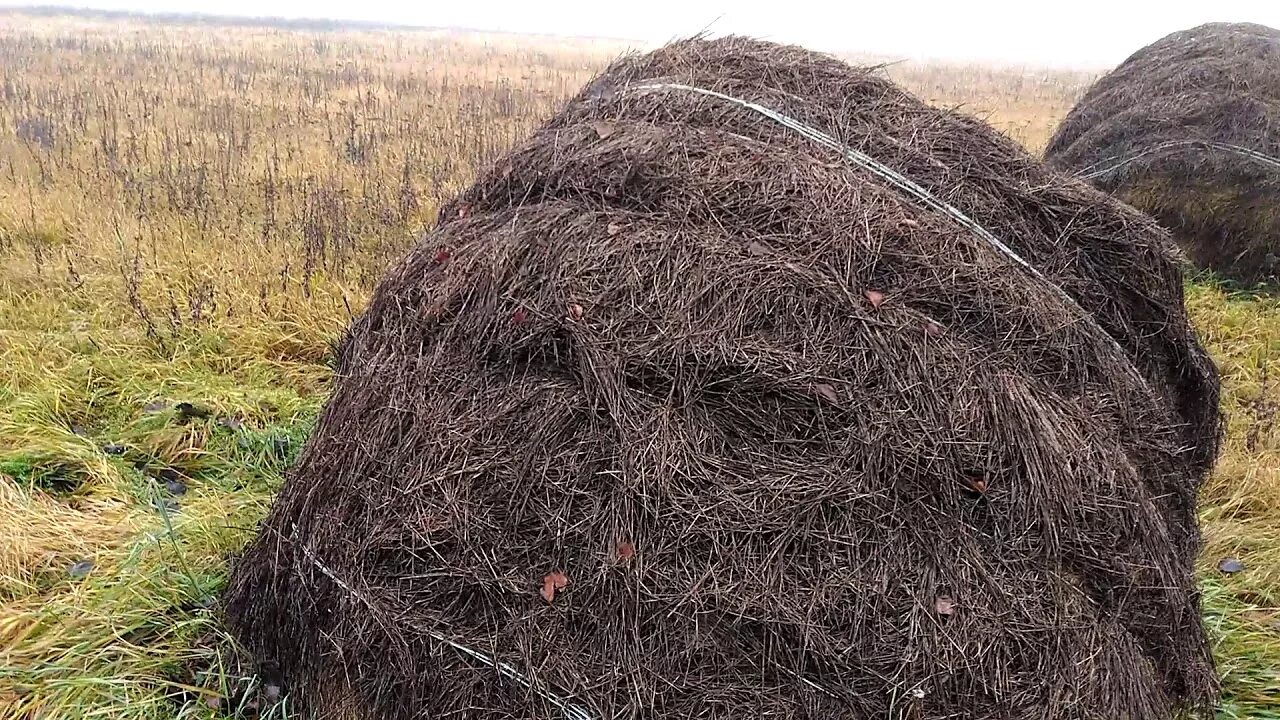 Гнилое сено. Гнилая солома. Копна соломы. Испорченное сено. Прелое сено газ