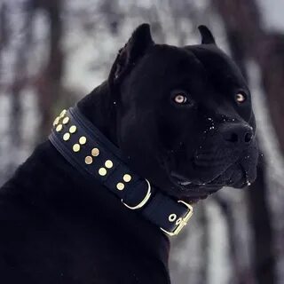 Бойцовские собаки корсо