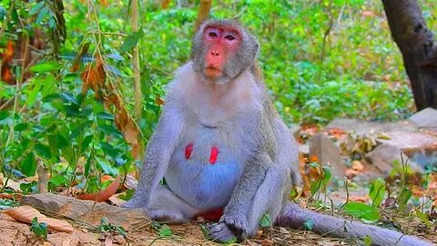 Old monkey