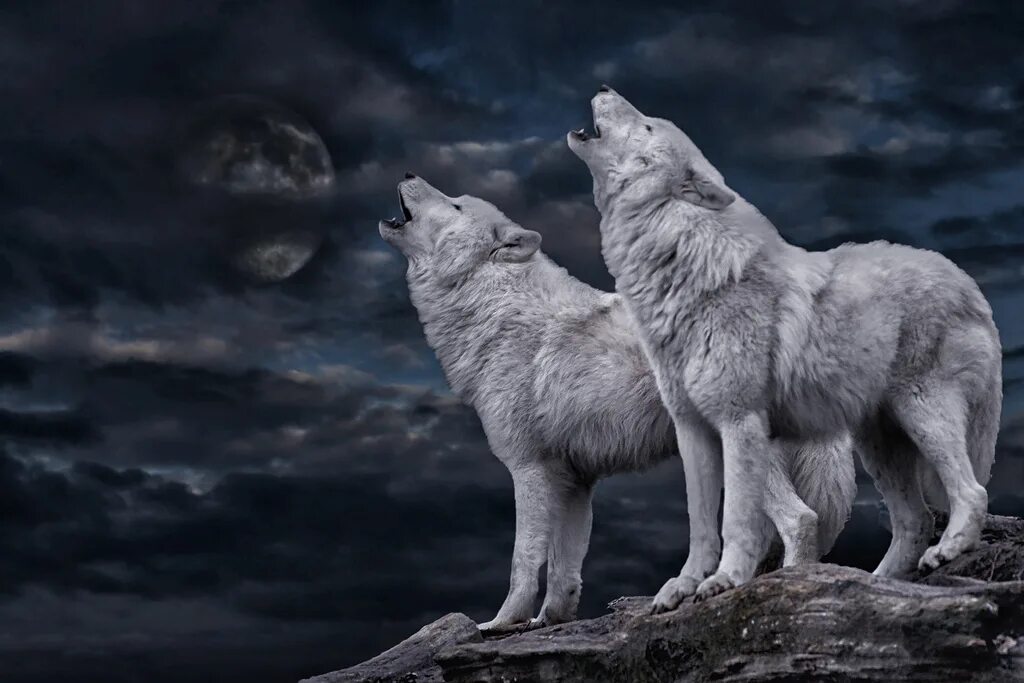 Природу про волков. Волки. Волки стая. Волк фон. Стая белых Волков.