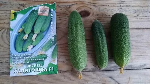 Огурец сорт корюшка описание сорта