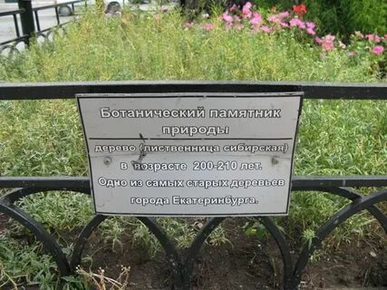 Сибирский возраст