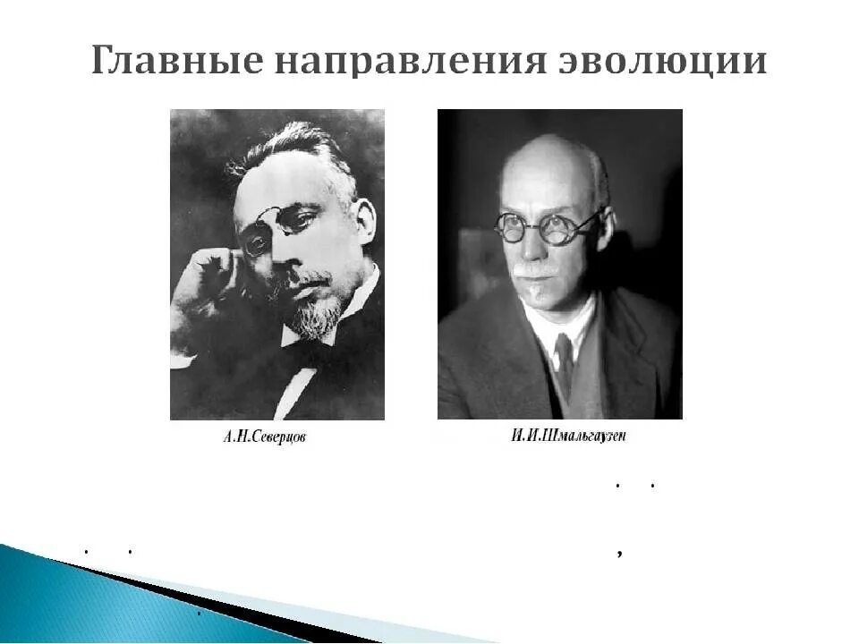 Направление эволюции северцов. Северцов и Шмальгаузен. А.Н.Северцова и и.и.Шмальгаузена. Северцов и Шмальгаузен вклад в биологию. Шмальгаузен теория эволюции.