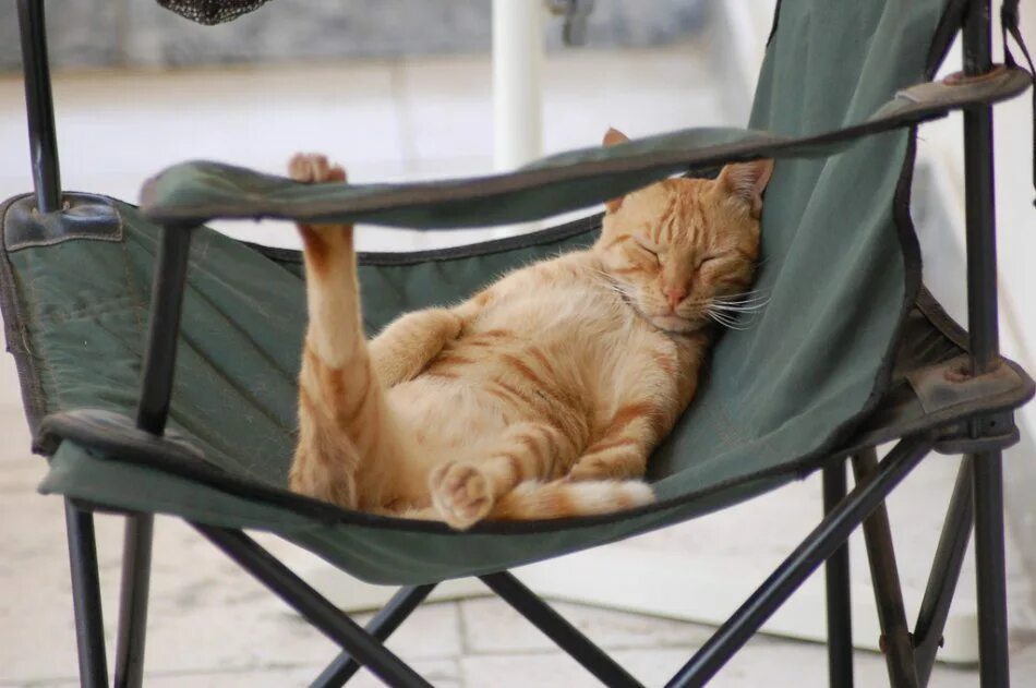 Расслабленная кошка. Отдыхающий кот. Котик отдыхает. Гамак для кота. Кот на шезлонге.