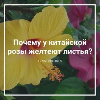 У китайской розы желтеют листья что делать