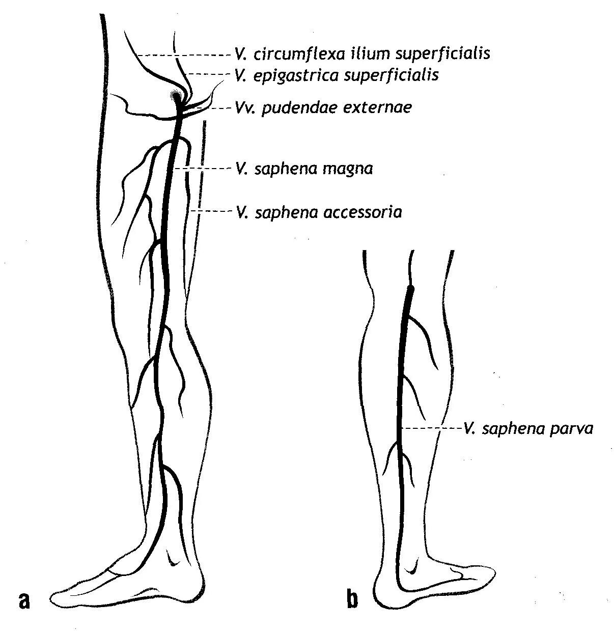 Вены нижних конечностей схема. Вены голени анатомия схема. Суральные вены анатомия. Вены нижних конечностей анатомия схема.