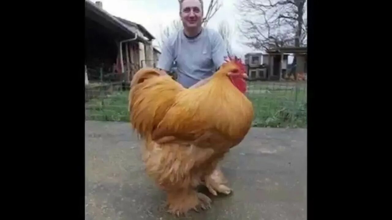 Самую тяжелую курицу. Огромная курица. Большие петухи. Гигантская курица.