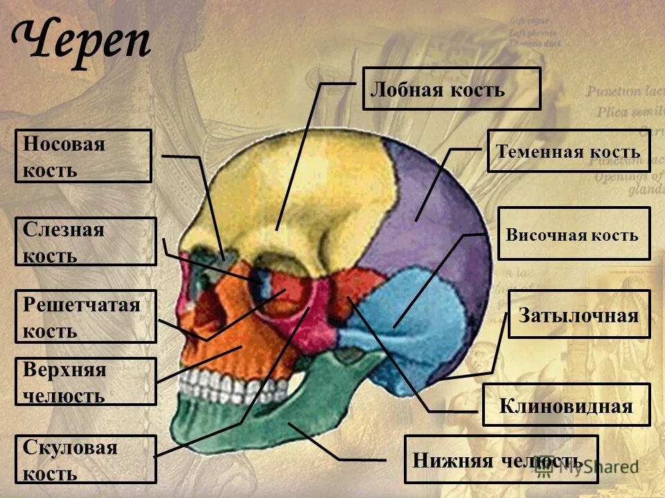 Части черепа. Кости черепа человека теменная кость. Скелет черепа теменная кость. Кости мозгового черепа лобная. Кости мозгового черепа решетчатая кость.