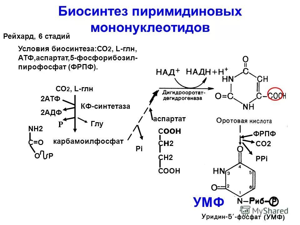 Переваривание нуклеопротеинов и нуклеиновых кислот в жкт