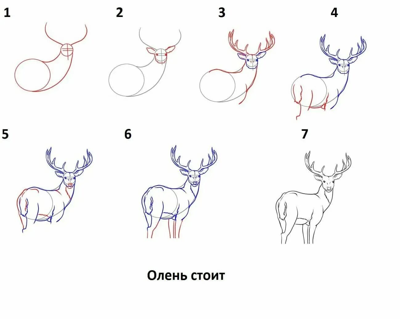 Как нарисовать оленя легко и красиво карандашом