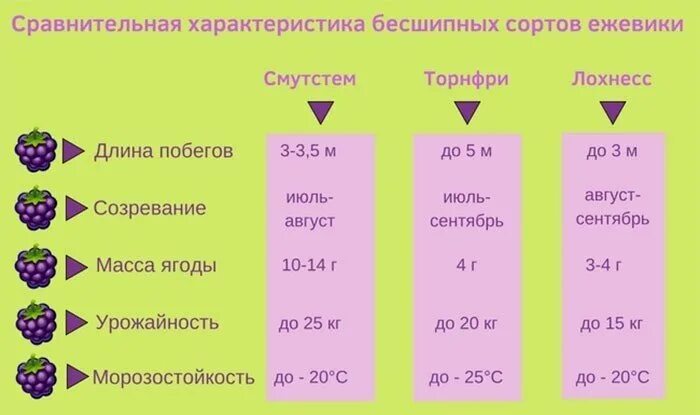 При какой температуре открывать ежевику