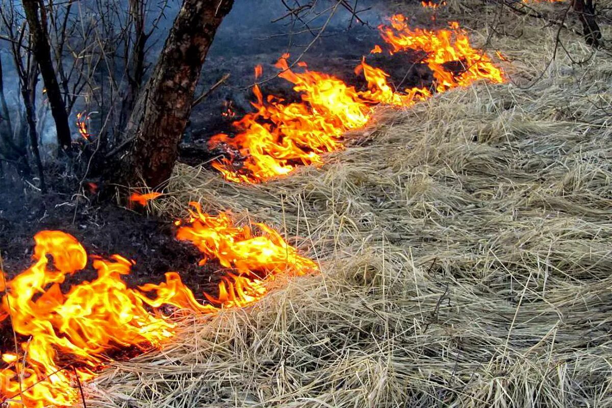 Пал огня. Горит сухая трава. Пожар травы. Возгорание сухой травы. Сжигание травы.