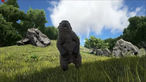Bear обзор