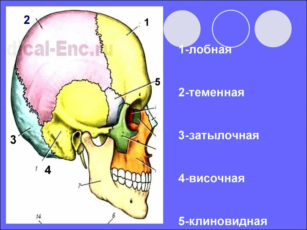 Теменная и височная кости тип соединения. Теменная и затылочная. Теменная затылочная височная. Лобная затылочная височная. Клиновидная височная.