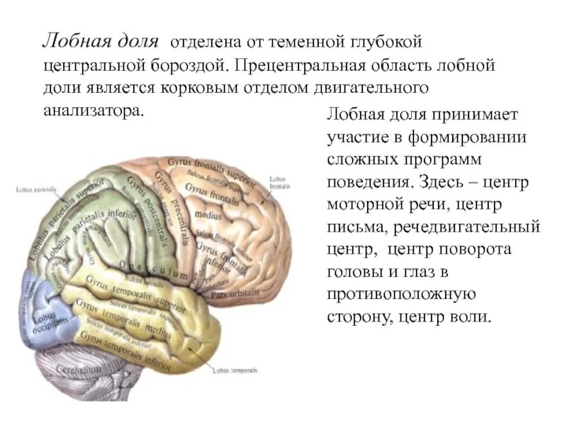 Какие зоны в лобной доле. Корковые анализаторы лобной доли. Роль лобных долей головного мозга. Функции лобной доли головного мозга.