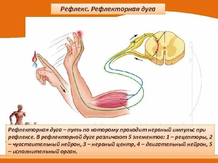 Рефлекторная дуга сгибательная рефлексы. Схема рефлекторной дуги защитного сгибательного рефлекса. Схема рефлекторной дуги при ожоге. Схема рефлекторной дуги болевого сгибательного защитного рефлекса. Части рефлекторной дуги ожог.