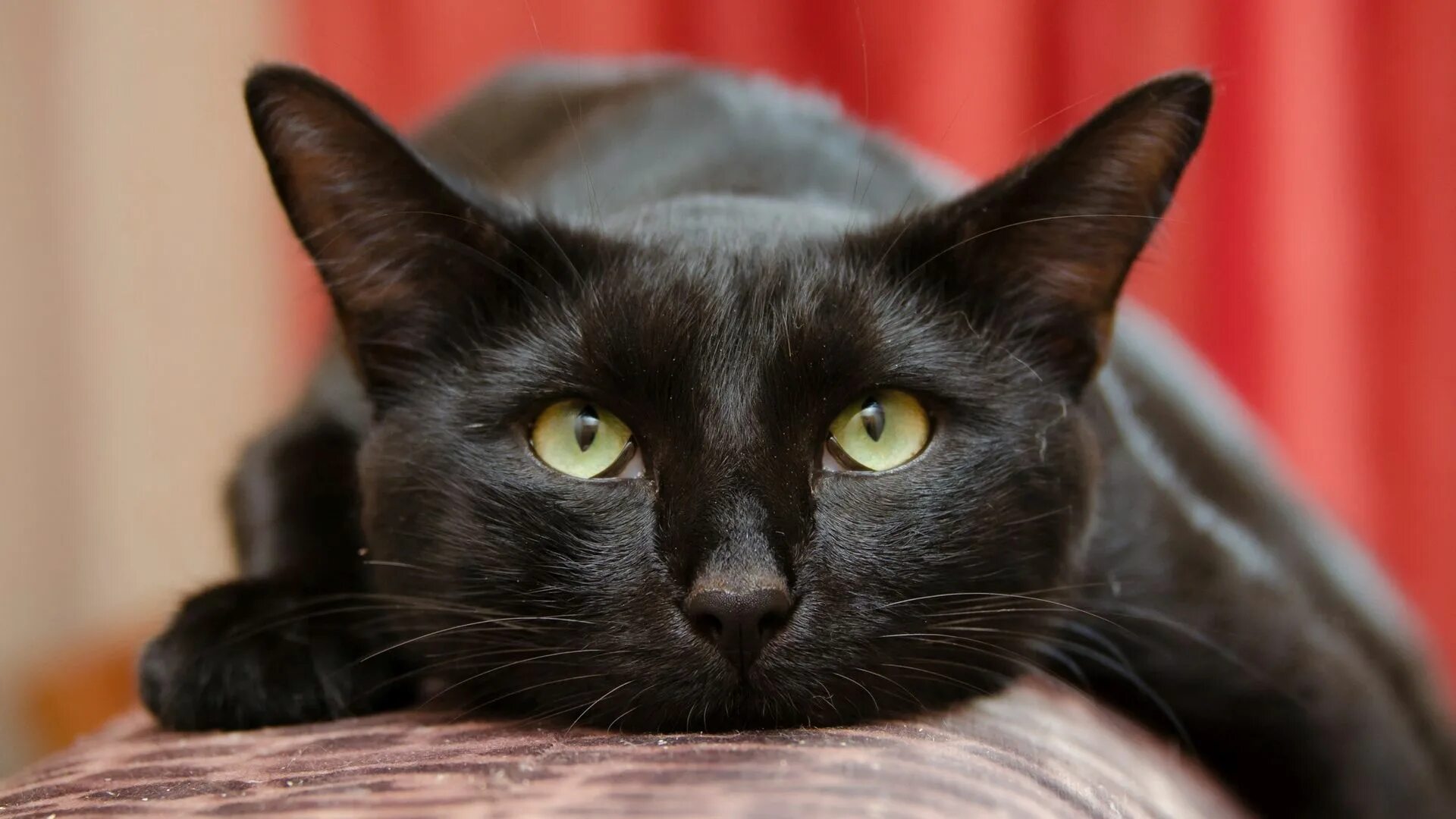 Бомбейская кошка. Европейская короткошерстная кошка черная. Мандалай кошка. Черная кошка порода Мандалай. Черные кошки 10