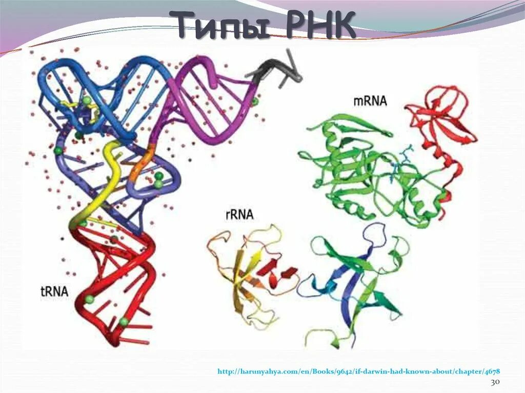 Рнк термины. РНК. Типы РНК. Матричная РНК. Структура РНК биология.