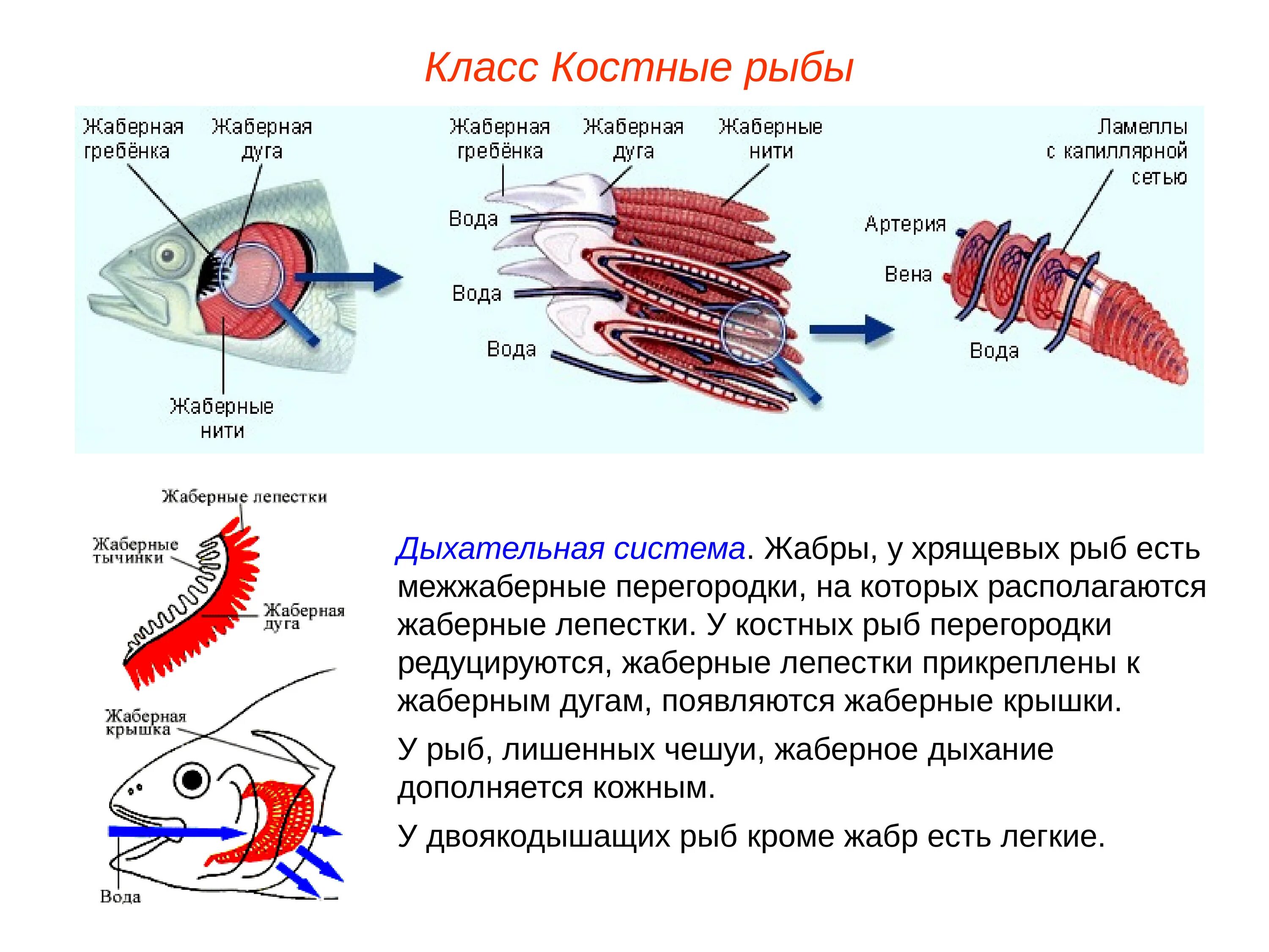 Какую функцию выполняют жабры у китовой акулы. Дыхательная система кос ных рыб. Дыхательная система костных рыб. Дыхательная система костистых рыб. Строение органов дыхания у костных рыб.