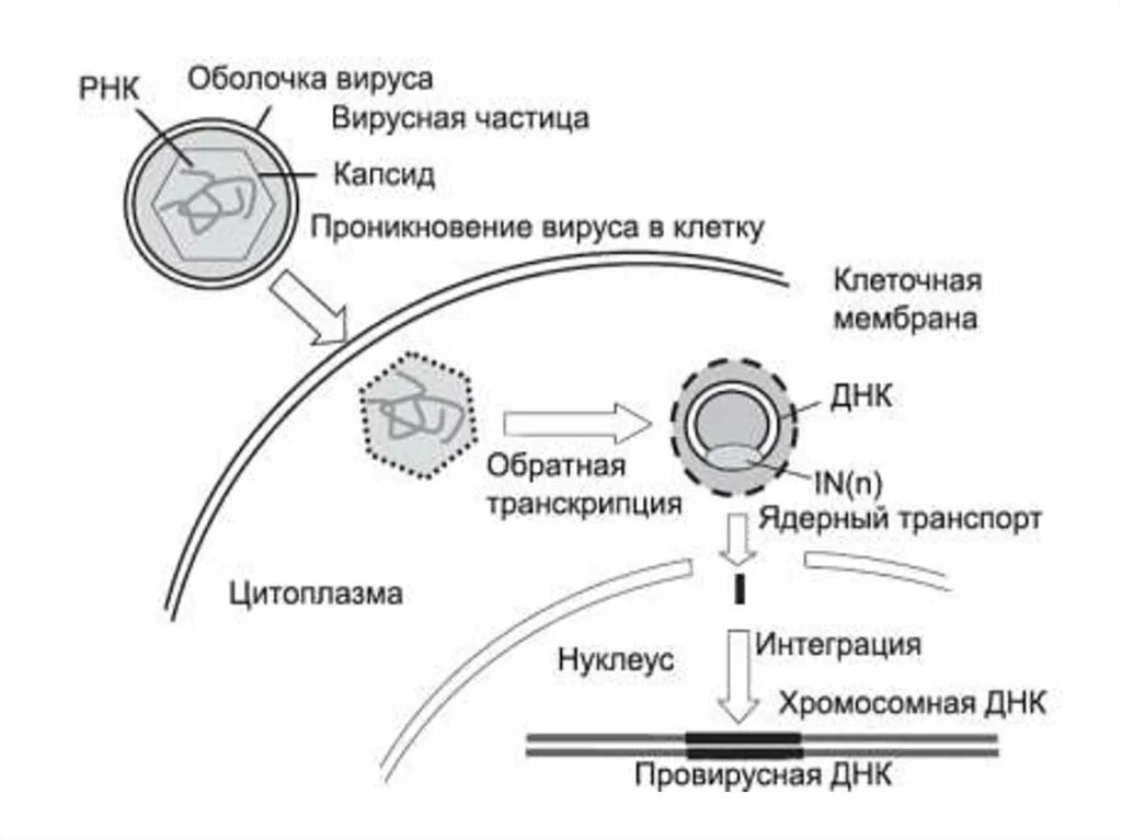 Методы введения днк. Ретровирусы жизненный цикл. Стадию жизненного цикла ретровируса. Жизненный цикл ДНК содержащих вирусов. Схема жизненного цикла ретровируса.