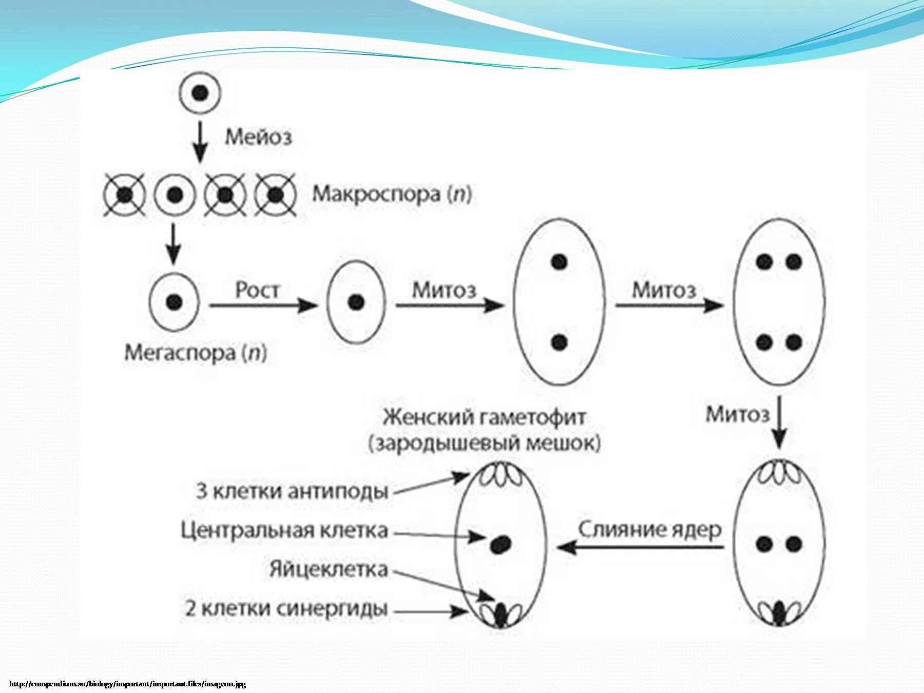 Образование зародышевого мешка у цветковых растений. Схема образования половых клеток у покрытосеменных растений. Схема образования и развития зародышевого мешка. Образование зародышевого мешка у покрытосеменных. Рисунок женского гаметофита