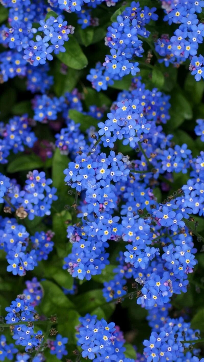 Мелкие цветы голубого цвета. Незабудка стелющаяся многолетняя. Незабудка Myosotis Myomark. Незабудки махровые. Незабудка розовая многолетняя.