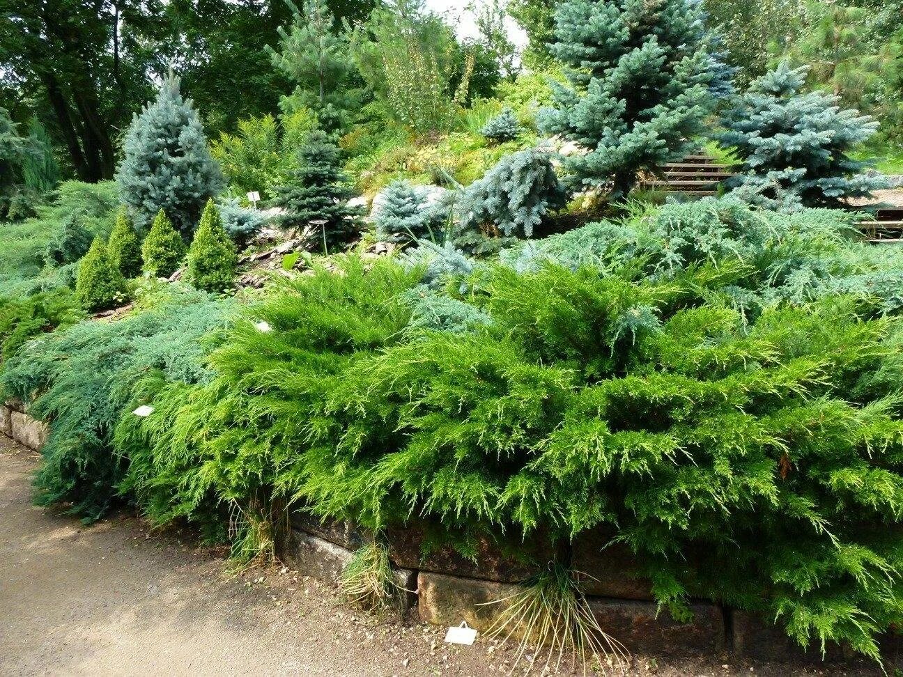 Можжевельник скальный Блю Арроу: купить в Москве саженцы Juniperus scopulorum Bl