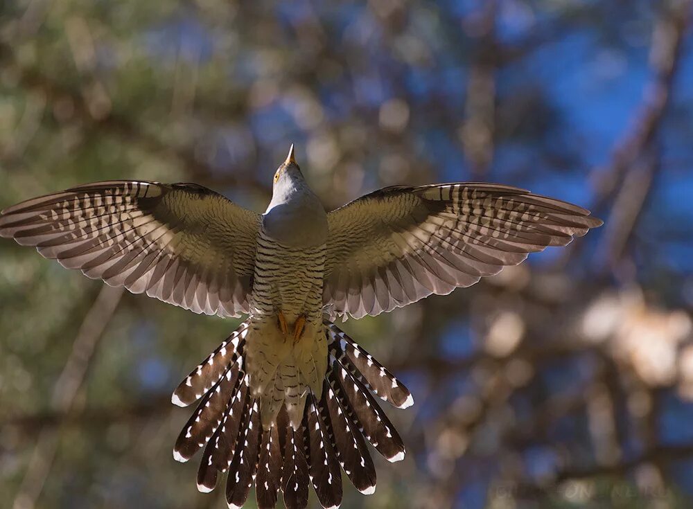 кукушка. крутые повороты скажи кукушка 14. кукушка птица. крутые повороты скажи кукушка 14. крутые повороты скажи кукушка 14.