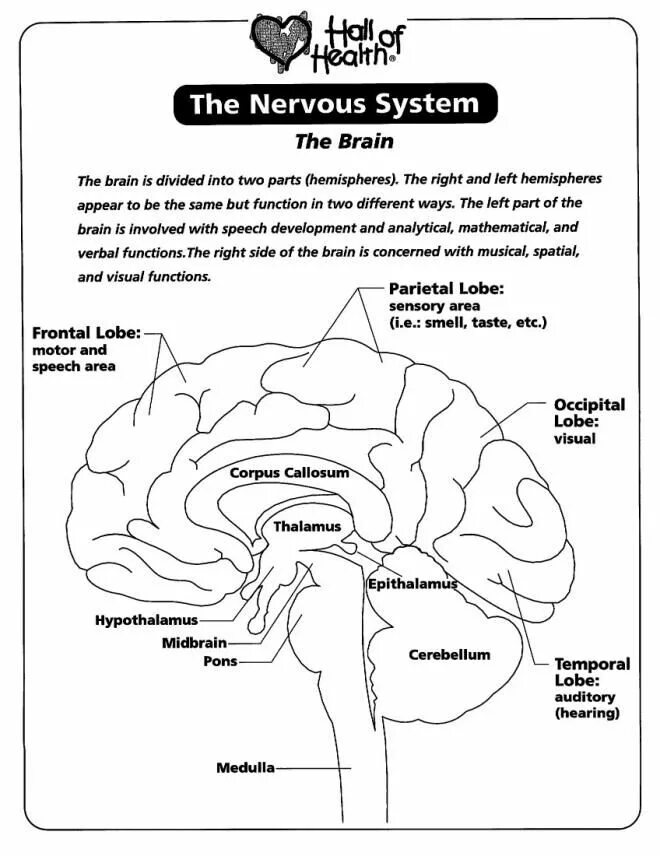 Nervous system brain. Brain Worksheet. Human Brain Worksheets. Capabilities of Human Brain Worksheets. Worksheets about Brain.