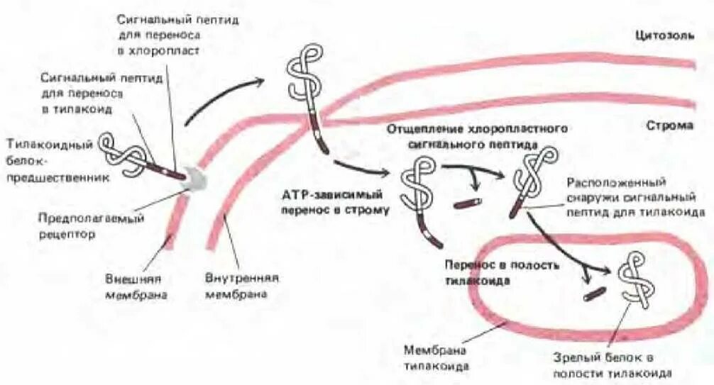 Биосинтез коллагена схема. Сигнальные пептиды. Синтез коллагена биохимия. Сигнальный пептид коллагена.