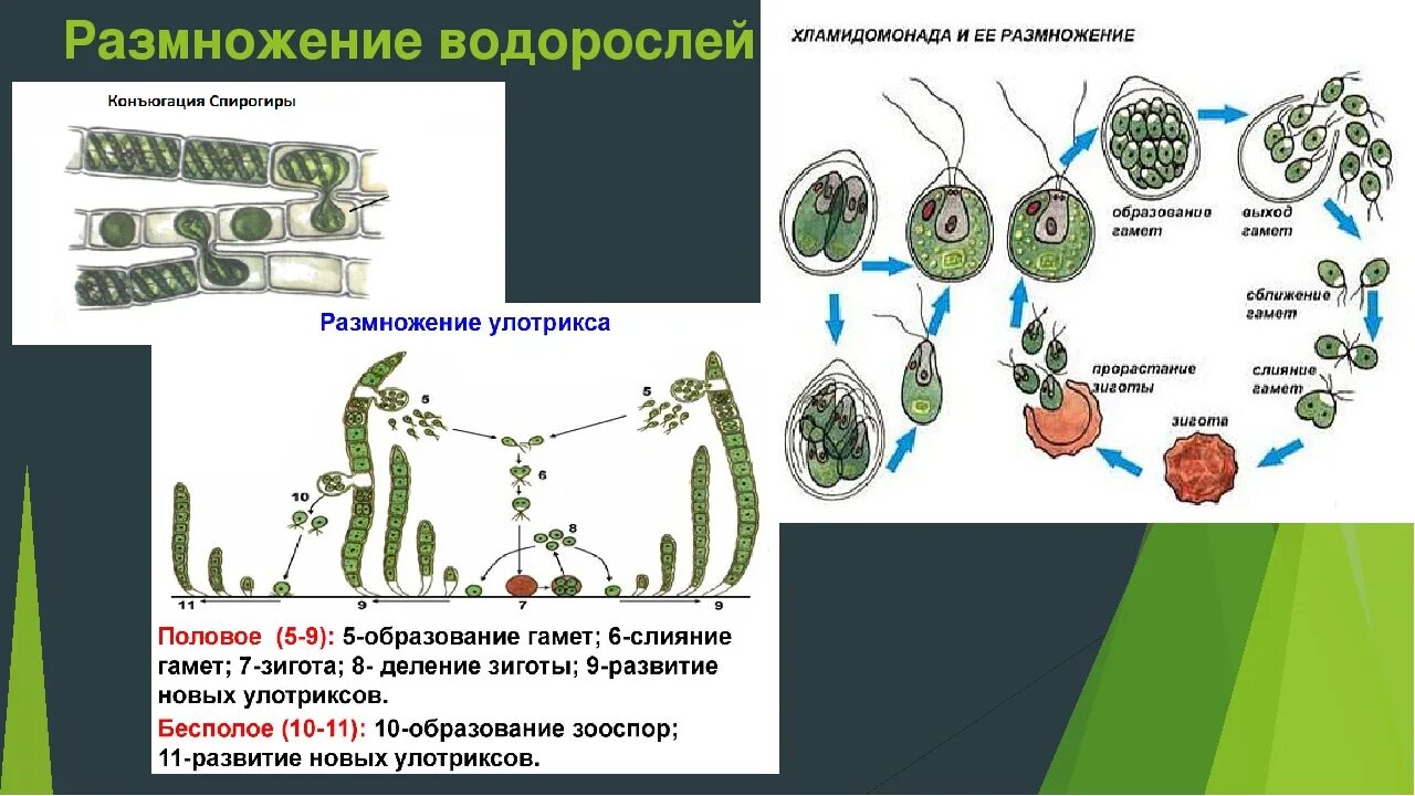 При образовании спор и гамет происходит. Бесполое размножение водорослей. Схема полового размножения водорослей. Размножение одноклеточных водорослей схема. Цикл развития водорослей 6 класс биология.