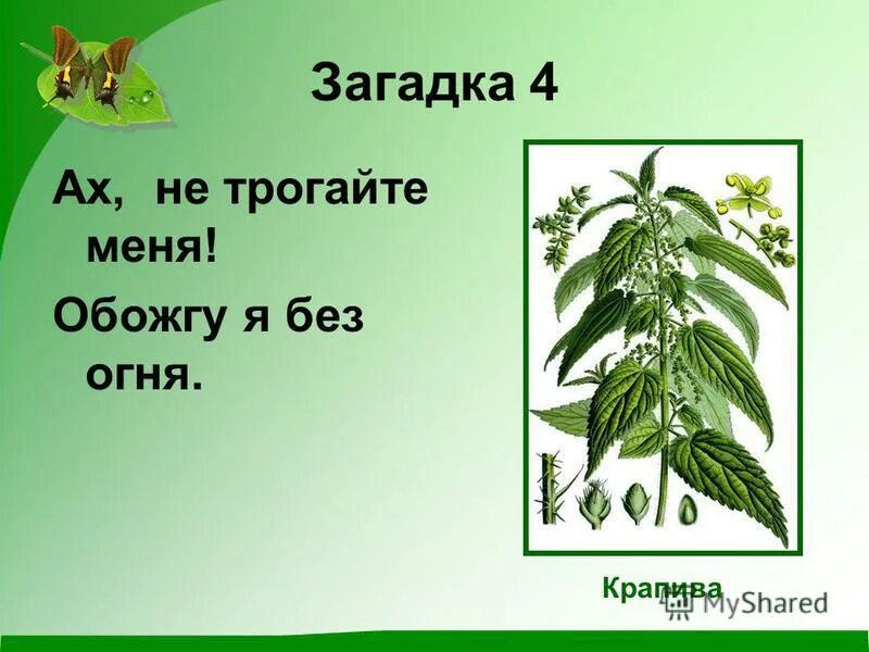 обожгу и без огня загадка. загадка про крапиву для детей. ах не трогайте меня. не трогайте меня обожгу и без огня. ах не трогайте меня обожгу.