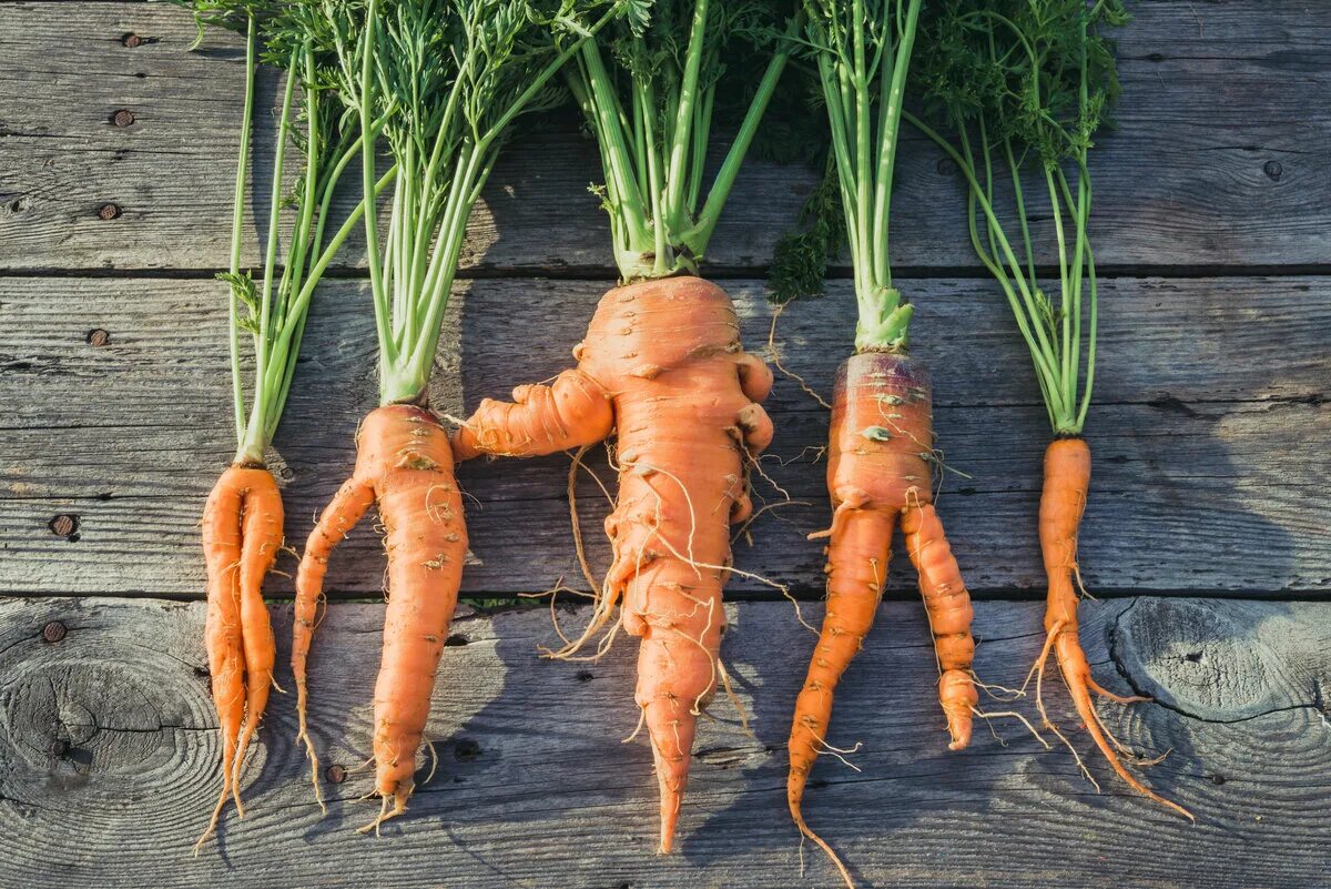 Carrot vegetable. Морковь. Овощи морковь. Корнеплод моркови. Крупная морковь.