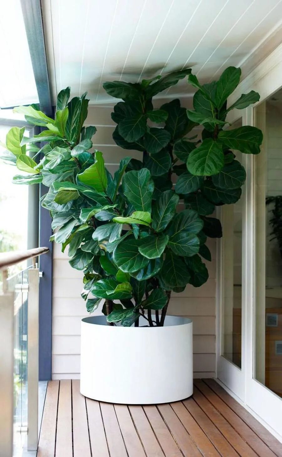 Крупное комнатное растение фото 60 Easy House Plants for Indoor Decor Ideas that You Must Have https://