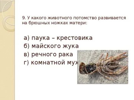 Речной рак и паук крестовик
