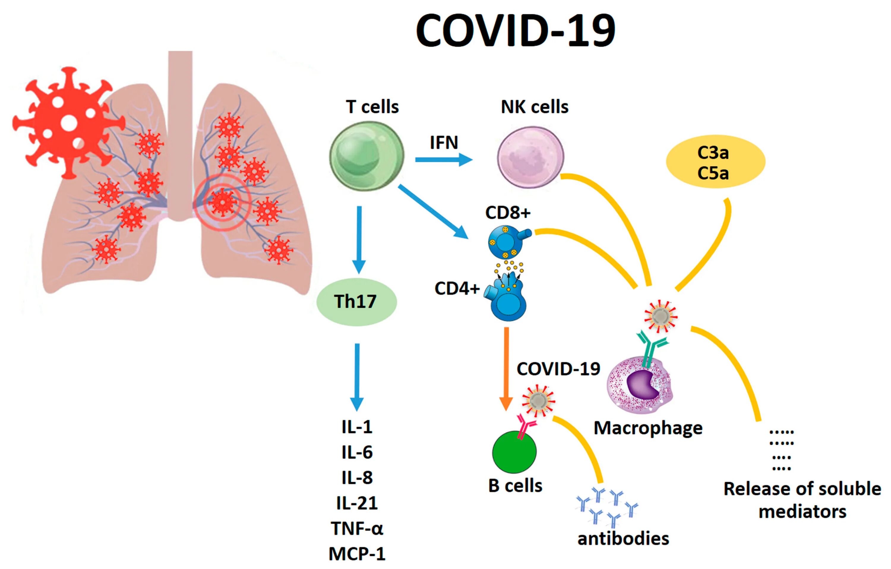 Патогенез ковид 19. Патогенез ковид 19 схема. Cd8 Рецептор. Covid 19 pathogenesis. Развитие ковид