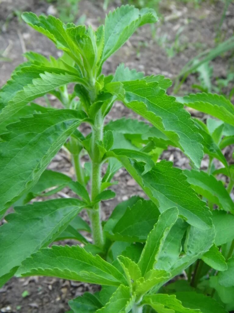 Стевия растение. Стевия медовая трава. Стевия цветет. Стевия куст.